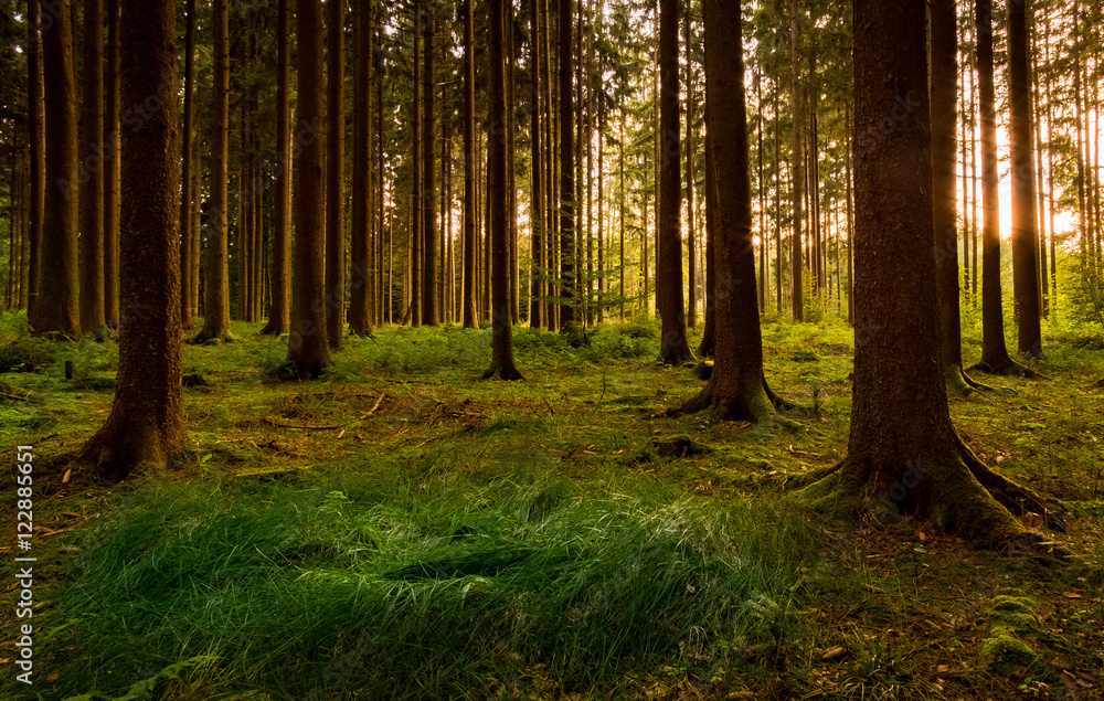 Naklejka premium Wald