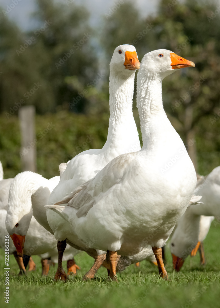 Aufmerksamme Gänse auf einer Wiese