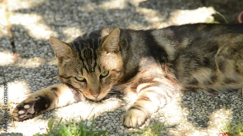 cat resting in the garden, real time, no sound, no camera movement
