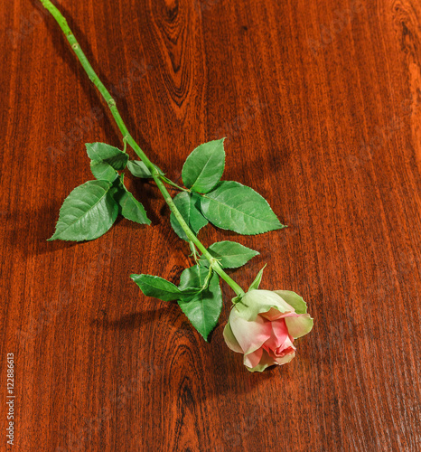 Rose on wooden dark background.