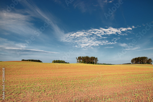 Fototapeta Naklejka Na Ścianę i Meble -  Field & Sky