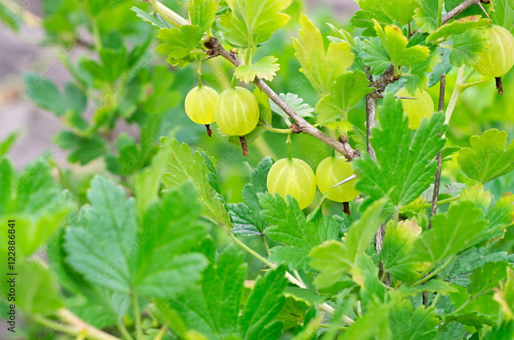 ripe berries green gooseberries on the branch