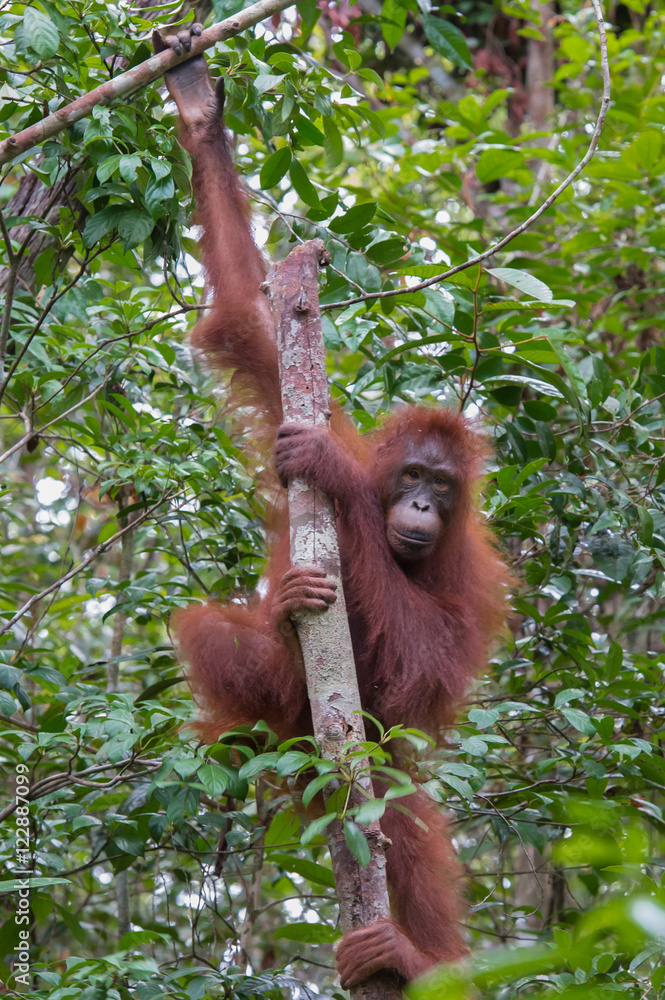 Naklejka premium Orangutan grabbed her long limbs wood and looking straight on a background the jungle (Kumai, Indonesia)