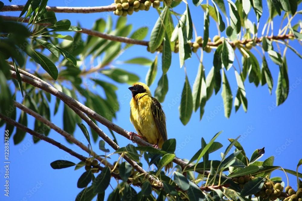 Masked Weaver bird in Etosha National Park Namibia, Africa Masked Weaver bird in Etosha National Park Namibia, Africa