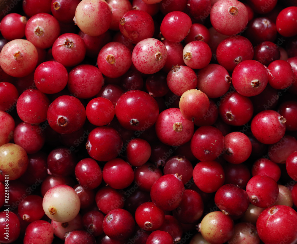 Fresh juicy berries of a forest red cranberry close up. Textural red bright berry background Fresh juicy berries of a forest red cranberry close up. Textural red bright berry background