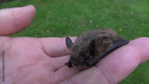 bat Nathusius pipistrelle (Pipistrellus nathusii) on ecologist  human hand photo