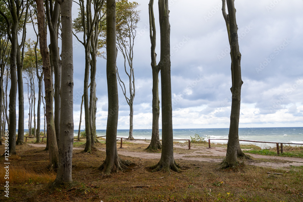 Forest edge at the sea with tall gray beech tree trunks in autumn