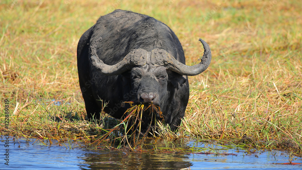 Buffalo in Chobe National Park