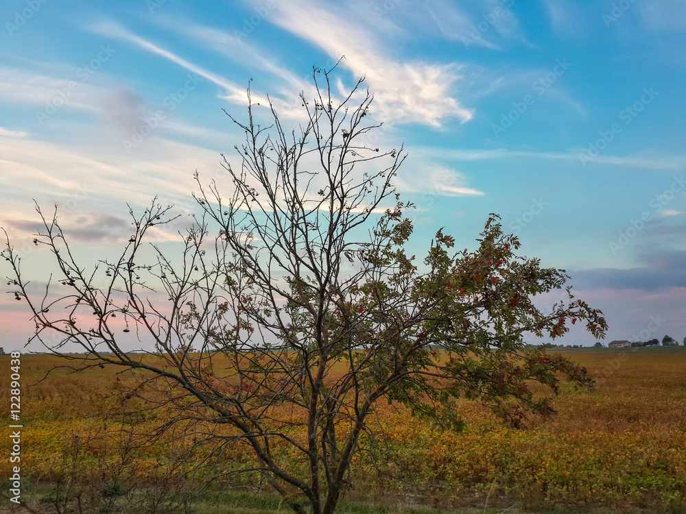 Alone tree, beautiful landscape and sunset sky/Alone tree, beautiful landscape and sunset sky