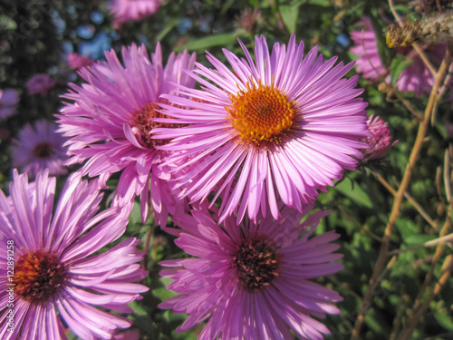 Beautiful pink autumn flowers among green plants Beautiful pink autumn flowers among green plants