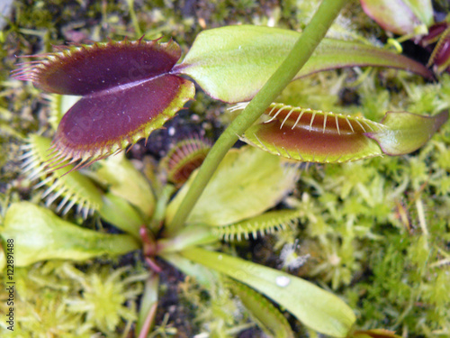 Carnivorous plant Dionaea