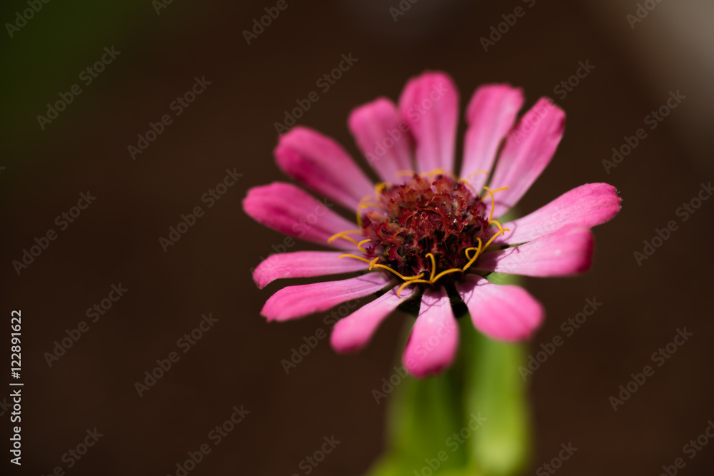Obraz premium Pink Zinnia