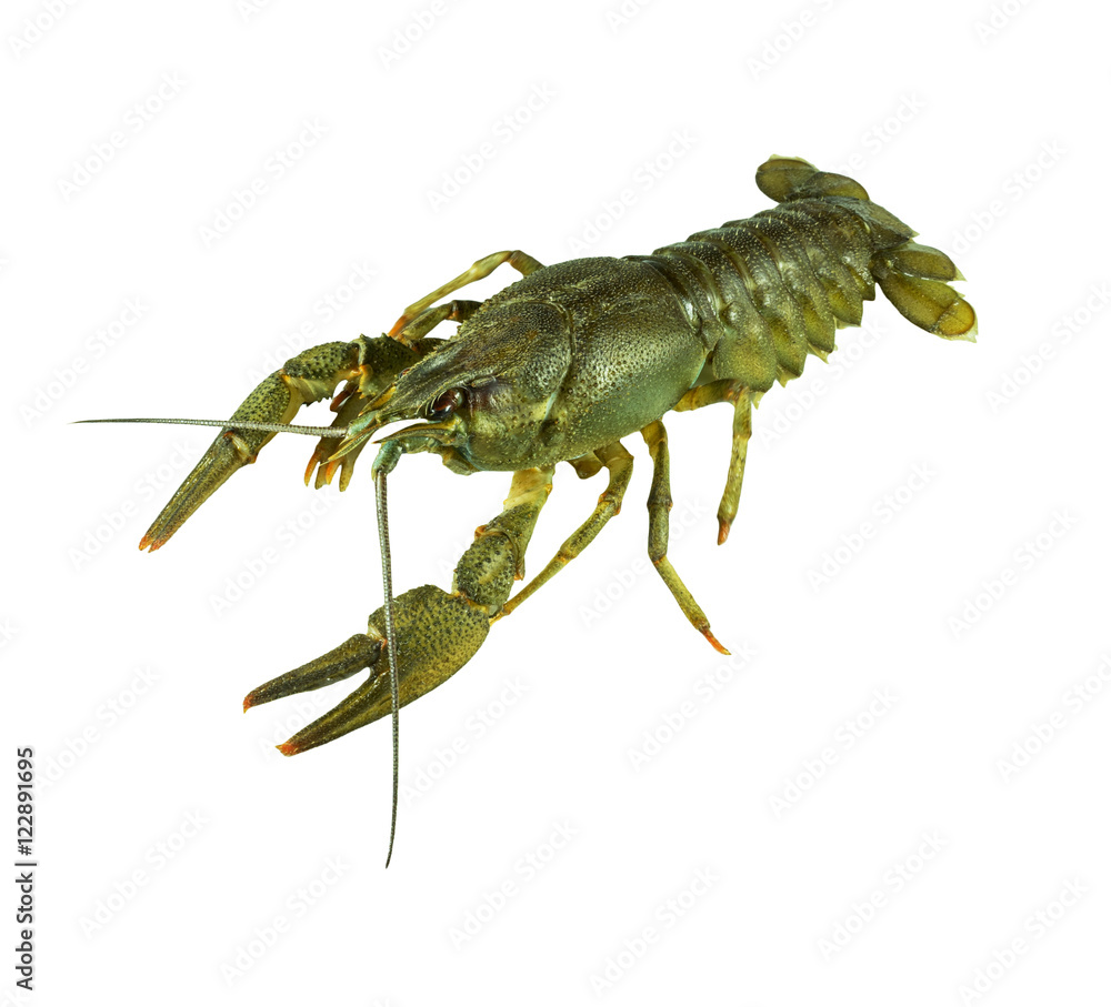 Crayfish on a white background. Crayfish isolated on white. Crayfish on a white background. Crayfish isolated on white.