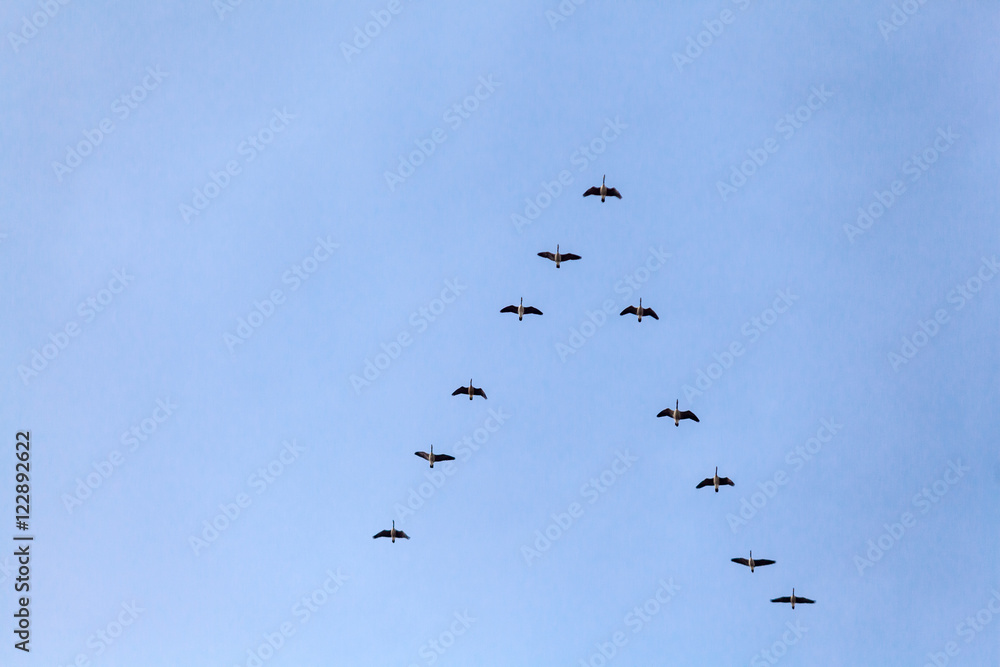  Migrating Birds V
