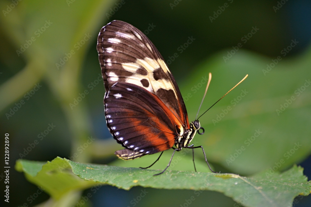 Fototapeta premium Colorful butterfly on a leaf of a plant in summer