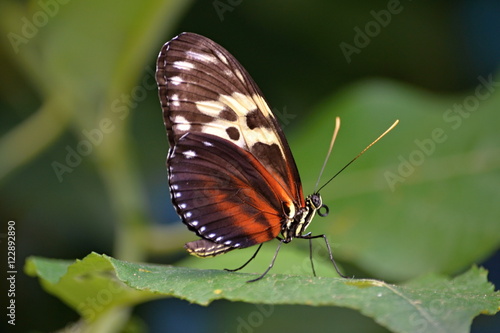 Colorful butterfly on a leaf of a plant in summer © duriq9