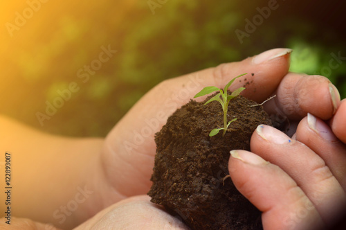 El crecimiento de una nueva empresa se inicia con mucho esfuerzo desde el nacimiento de una planta y va creciendo hasta ser un árbol grande.