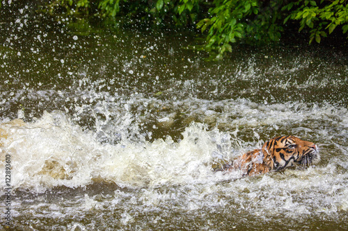 Fototapeta Naklejka Na Ścianę i Meble -  Tiger