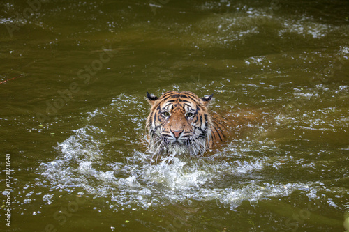 Tiger photo