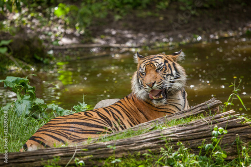 Fototapeta Naklejka Na Ścianę i Meble -  Tiger