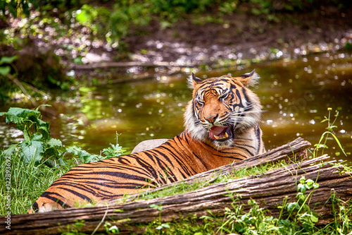 Fototapeta Naklejka Na Ścianę i Meble -  Tiger