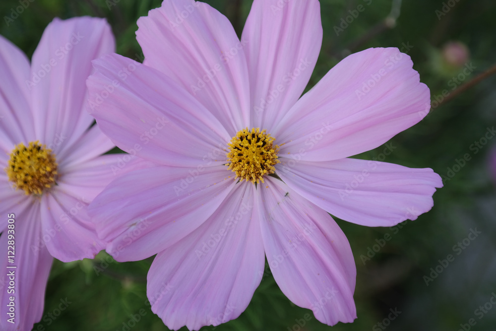 Flower Flower