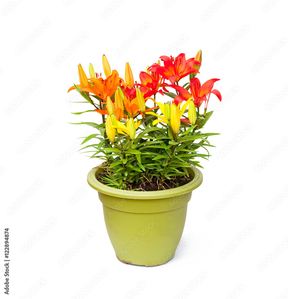 colorful  lily flowers in the pot isolated