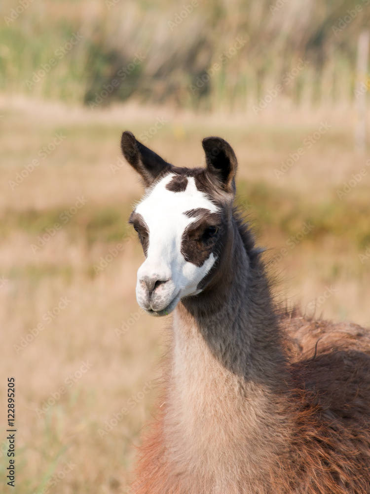 Obraz premium Llama (Lama glama)