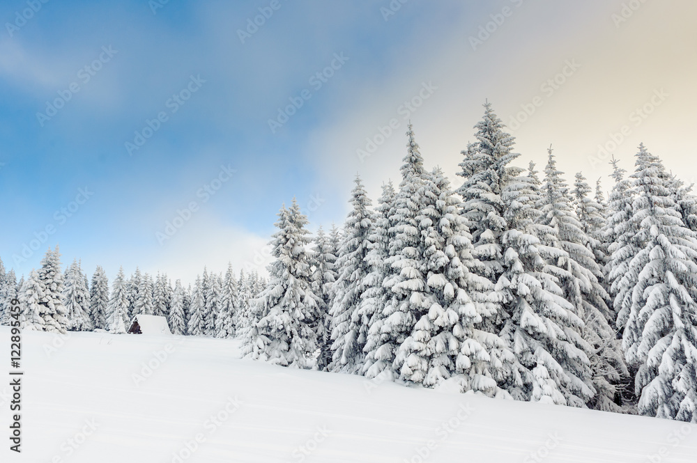 Snowy winter in mountains