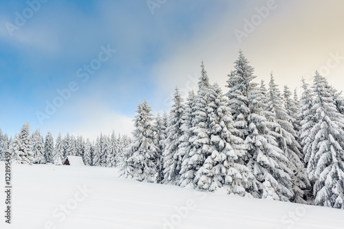 Snowy winter in mountains