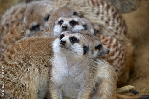 Tela a group of meerkats is looking  in front of himself