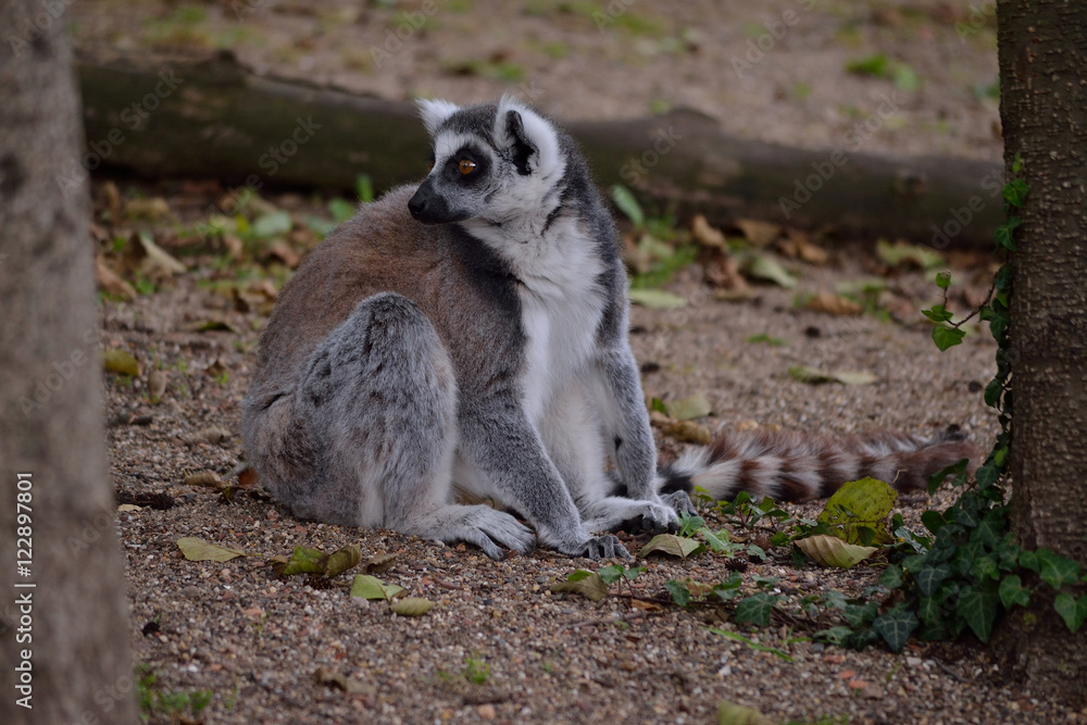 Obraz premium monkey at the ground