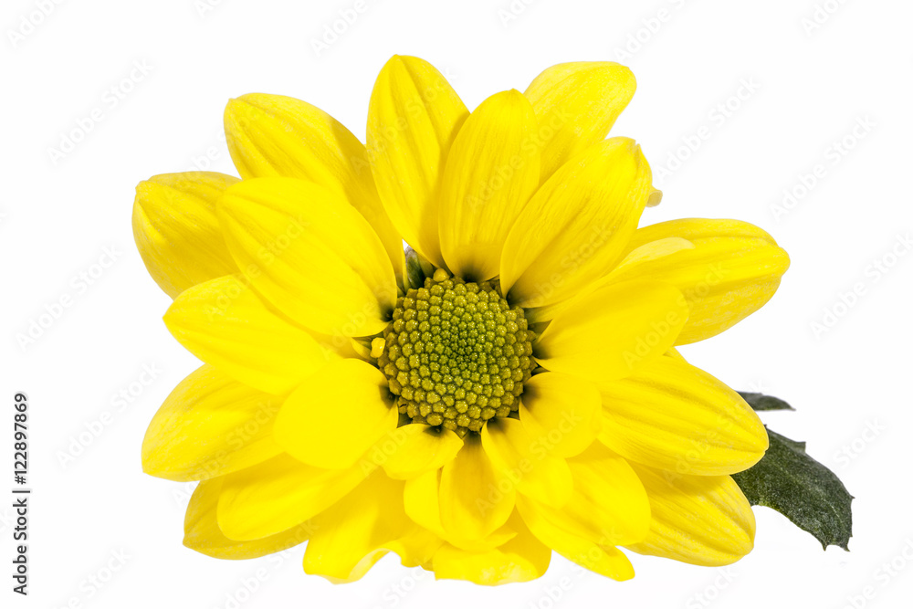 Flower of yellow marguerite isolated on white background Flower of yellow marguerite isolated on white background