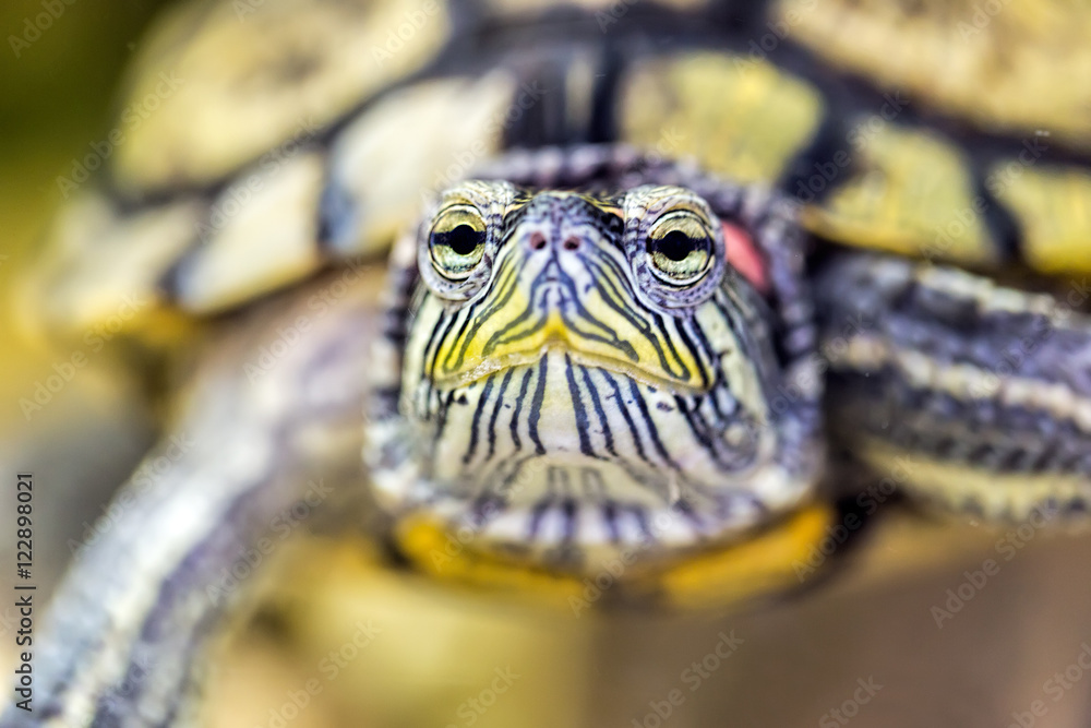 Obraz premium Red-eared turtle in natural habitat, macro