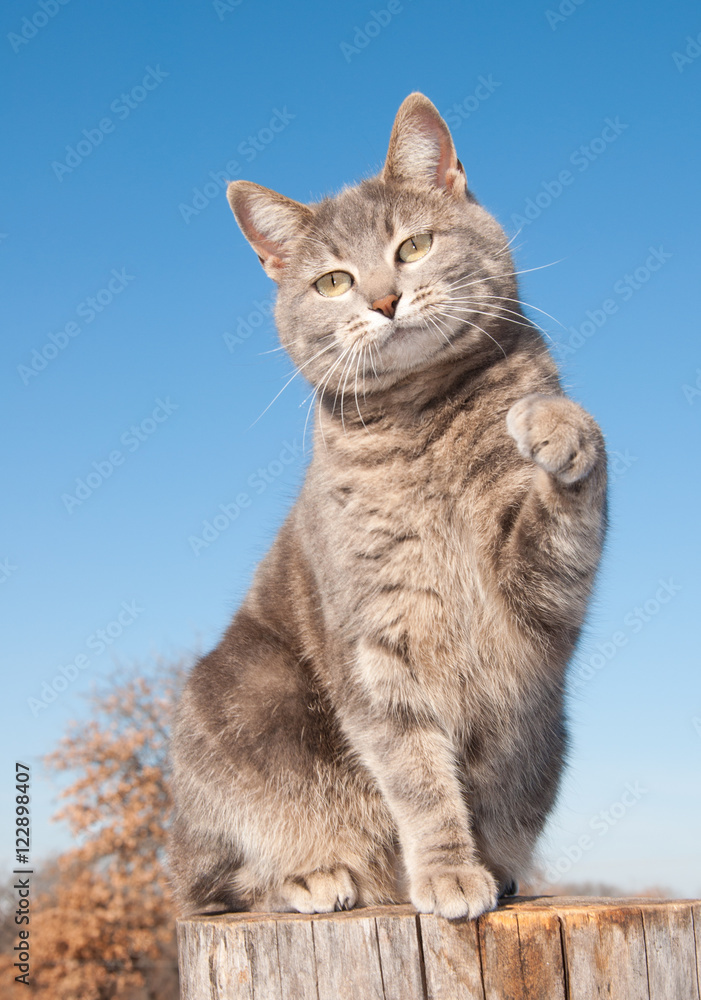 Blue tabby cat with her paw in the air
