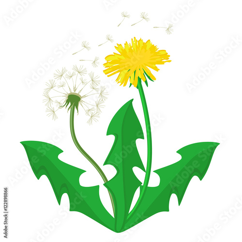 Dandelion flower vector photo