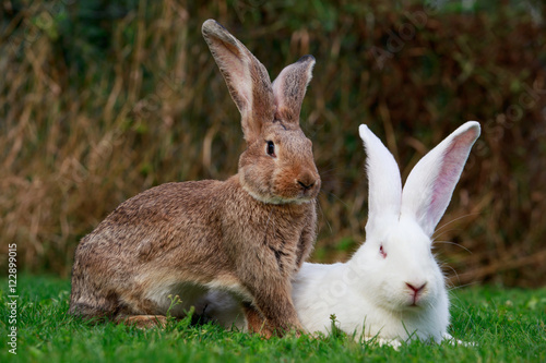 Obraz na płótnie two rabbits on a green