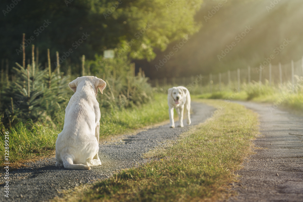 Naklejka premium zwei labrador retriever hunde auf einer straßeim sommer