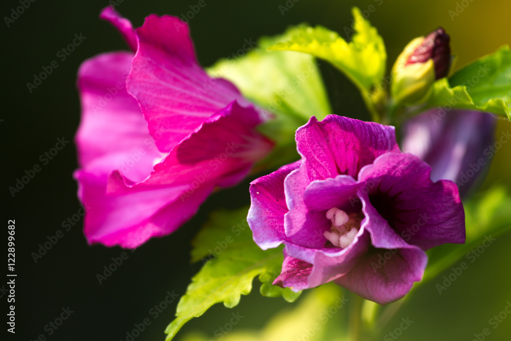 Macro photo oh hibiscus plant. Violet color flower with blurry leaves