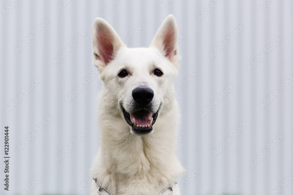 White Swiss shepherd dog portrait