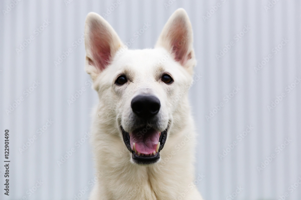 White Swiss shepherd dog portrait