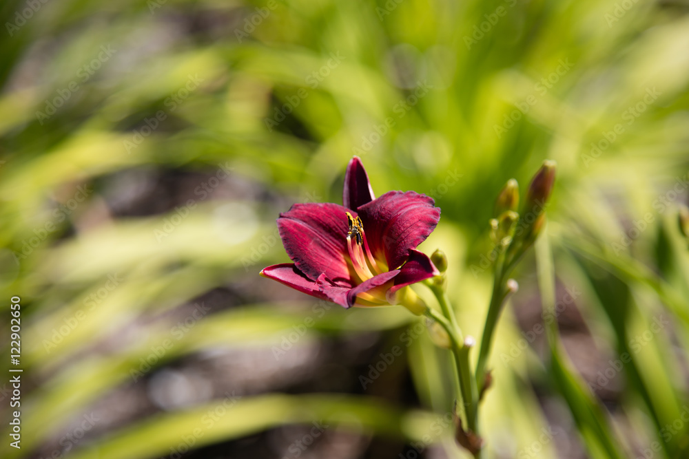 Fototapeta premium Lily