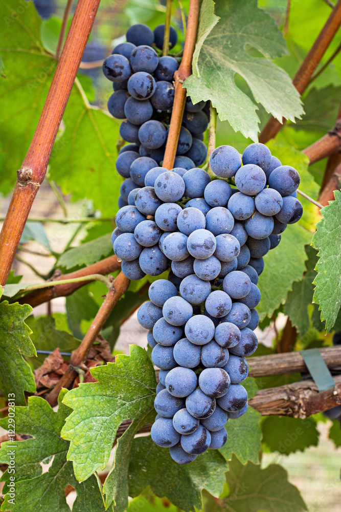 Fototapeta premium Vineyard grape cluster