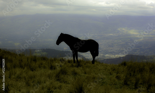 BLACK HORSE © Jose