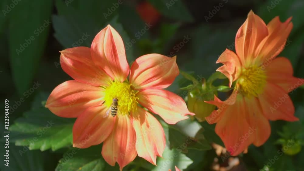 Fly on dahlia flower, macro Fly on dahlia flower, macro