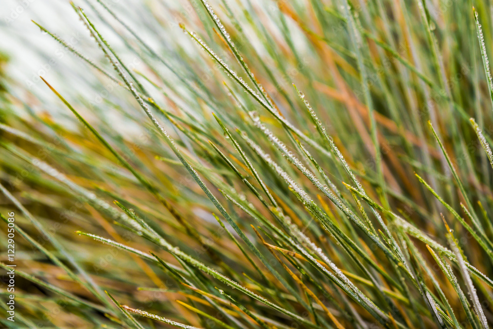 Autumn. Autumn grass. Yellowed dry grass. Autumn. Autumn grass. Yellowed dry grass.