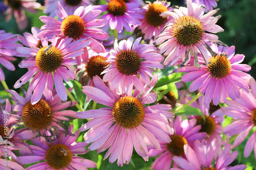Fototapeta premium Roter Fingerhut (Echinacea purpurea)