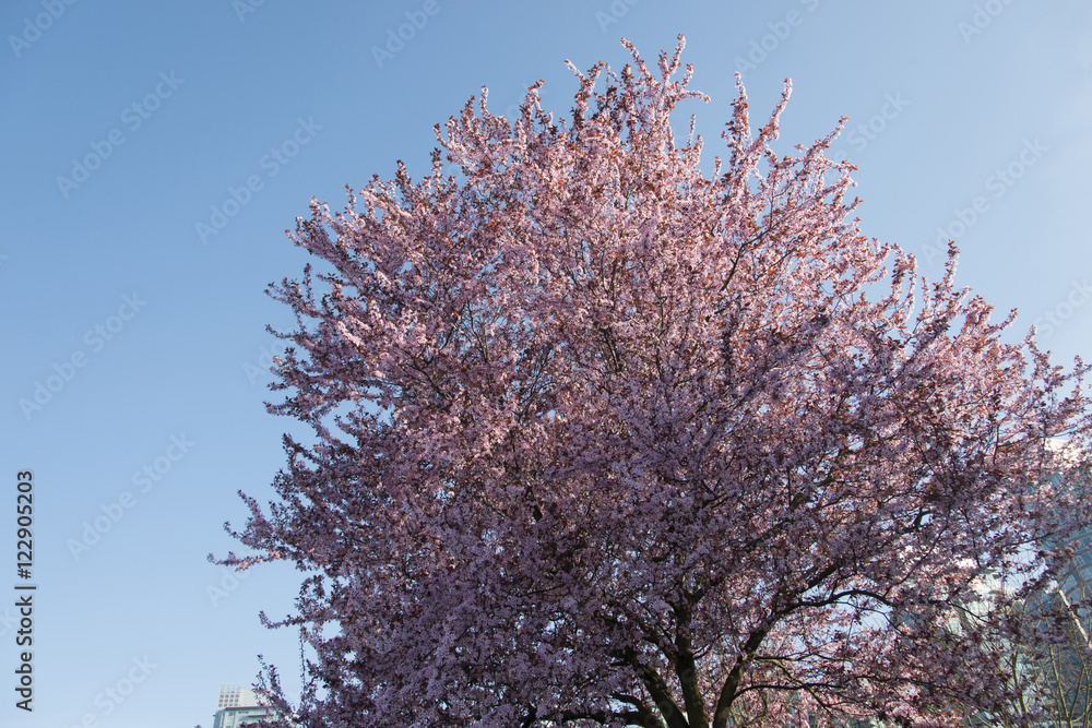 Cherry tree blossoms, Vancouver, British Columbia, Canada
