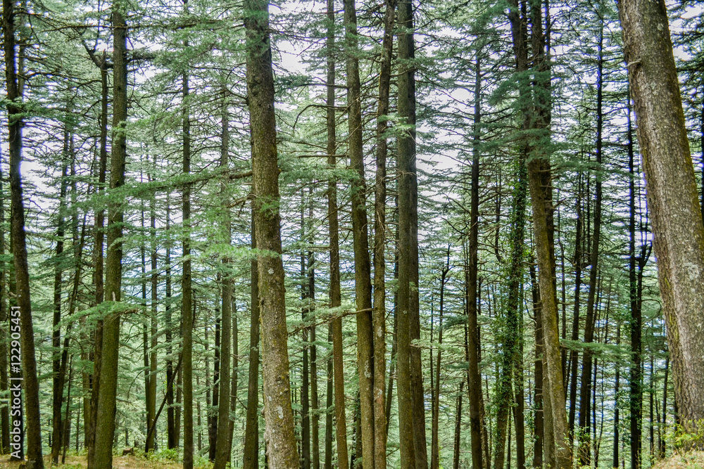 Forest Forest