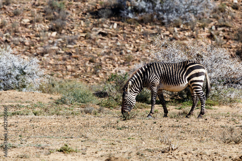 Lonely Cape mountain zebra in the field